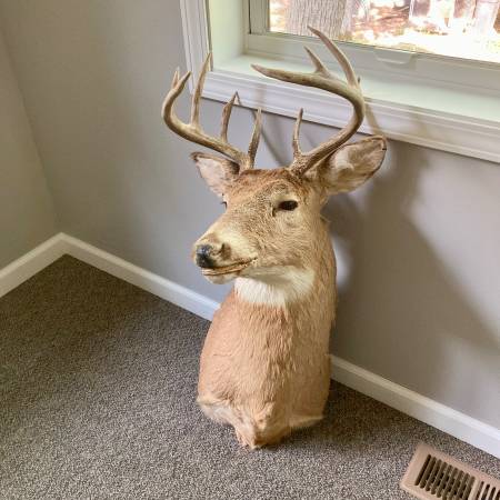 Photo 11 Point Whitetail Deer Shoulder Mount Taxidermy $80