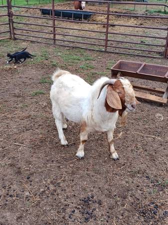Photo Boer Billy goat $400