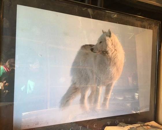 Photo Jim Brandenburg-Arctic Wolf-canis lupus arctos198633x25 Frame-Poster $100