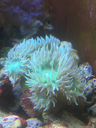 Marine Saltwater Corals and Stars $10