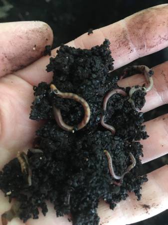 Red Wiggler Vermicomposting worms $20