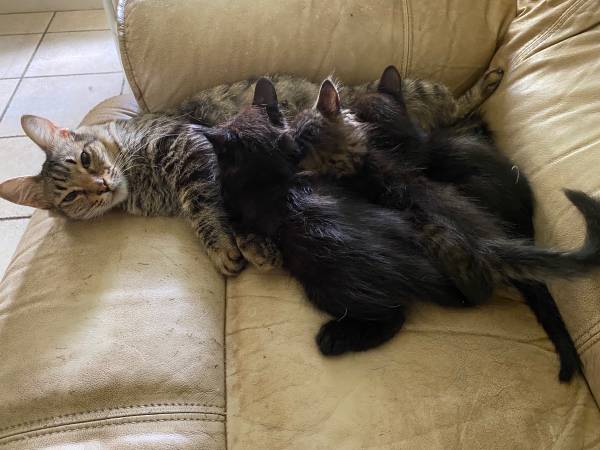 Photo 3 - 8 weeks old kittens looking for a furever home