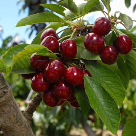 Lapin Sweet Cherry Self pollinated 5-6 ft. 5 gal. $79
