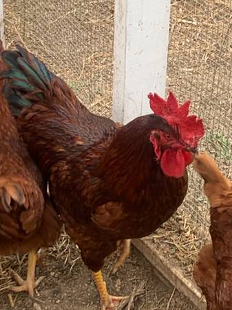 Photo Rhode Island Red Rooster $20