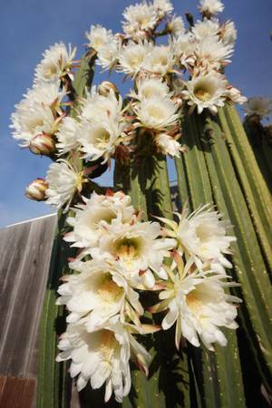 Photo San Pedro Cactus