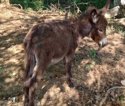 Photo Miniature Donkey-Baby Jack