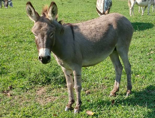 Photo Miniature Donkey-Bred Jenny
