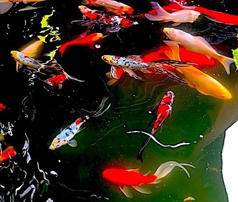 Pond Fish - Colorful Fancy GoldFish or Aquarium Fish