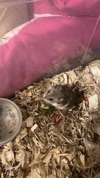 Hamsters for Sale: Dwarf Djungarian Hamsters for Sale