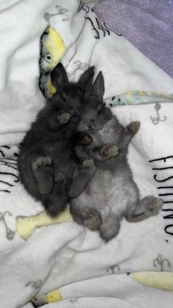 Photo Silver Fox Rabbit Kits $40