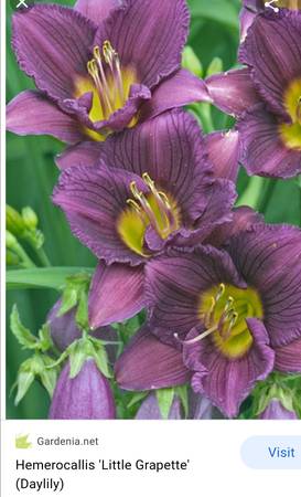 Photo Miniature Daylily small two years old clump $10