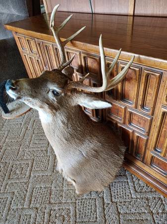 Photo Whitetail deer full head mount $200