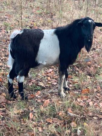 Photo Billy goat for sale $200