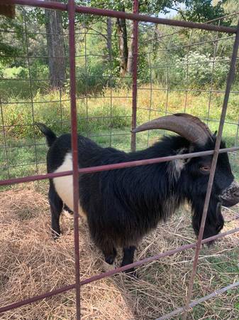 Photo Pygmy Billy goat $100