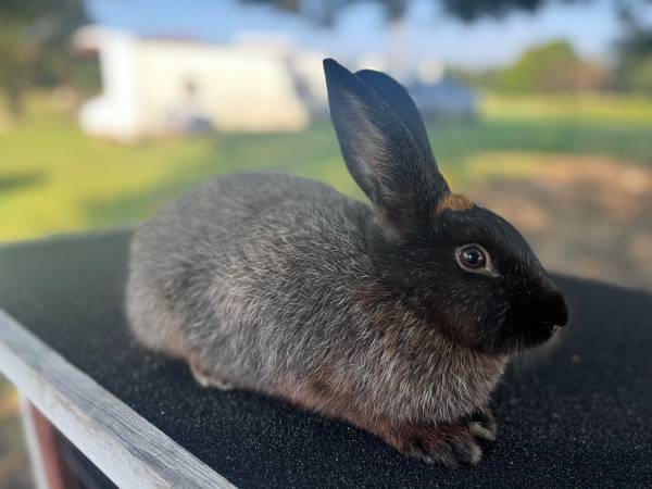 Photo Silver Fox Rabbits $40
