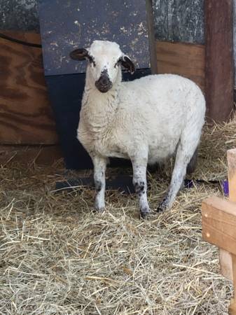 Photo Ram $150