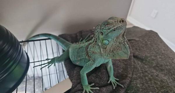 Photo female 1 year old iguana $300