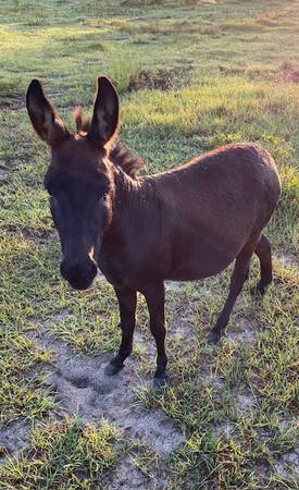 Photo Miniature Donkey, Willie $1,000