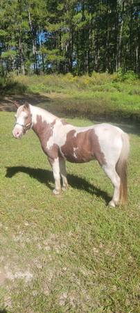 Photo Pinto pony gelding $1,800
