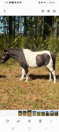 Photo Pinto pony gelding $3,500