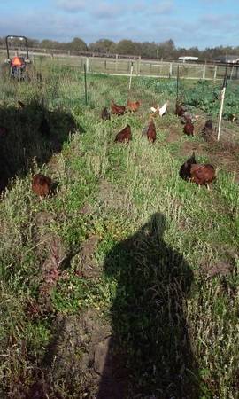 Photo Rhode Island Red Rosters for Sale