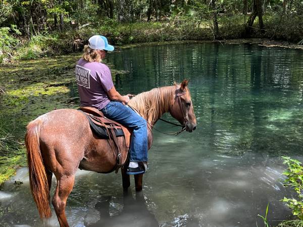 Photo trail safe lesson horse Red Roan gelding $3,500