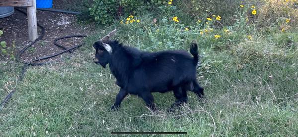Photo Billy goat two years old $100