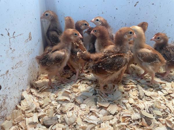 Photo Rhode Island Red Pullets $8