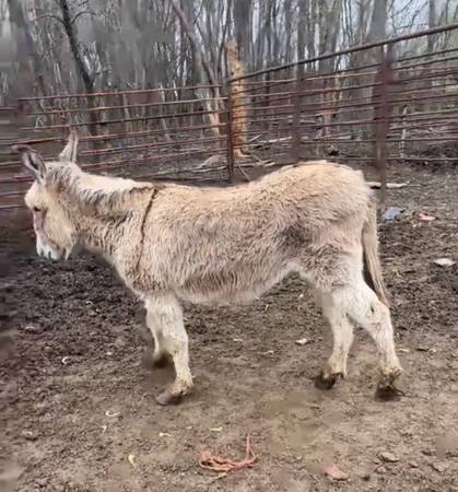 jenny donkey $450 | Garden Items For Sale | Omaha, NE | Shoppok