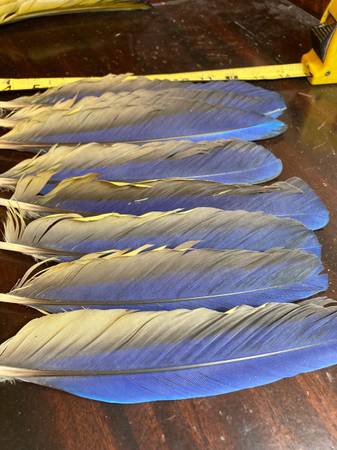 Photo Blue and gold wing feathers $60