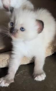 Raven the Ragdoll Kitty | General Items | Lawrence, KS | Shoppok