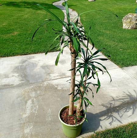 Dracaena Dorado 48Tall, 4- Trunk Veriegated Plant  Mass Cane Plant $65