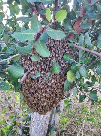 Photo Honey Bee Swarm Removal-Low Flat Rate for Orange County $120