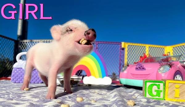 Photo INDOOR MINI PIG - MINI PIGS -  PET PIG $650
