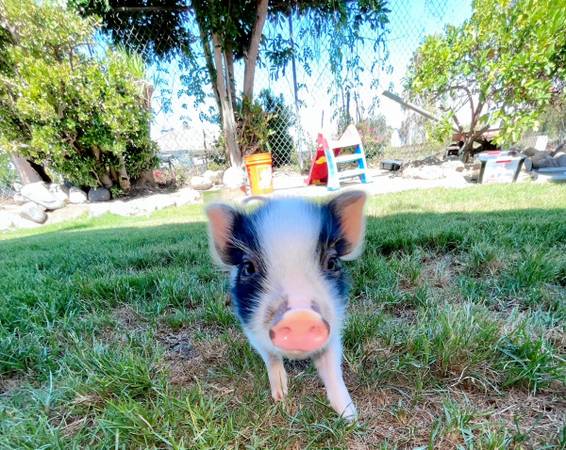 Photo Juliana Mini Pig - Indoor Pet Pig - Micro Pig $650