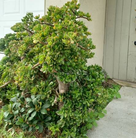 Photo Lg 4 ft x 3ft Jade Succulent (s) Landscape Plants $29