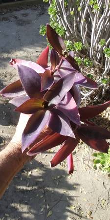 Photo PURPLE HEART Plants -SNAKE Plants - San Pedro Cactus more $3