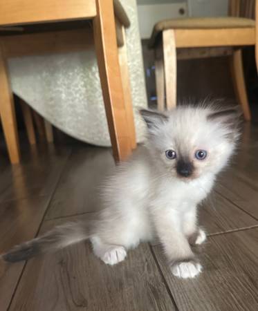 Ragdoll kittens $1 General Items Orange County, CA Shoppok
