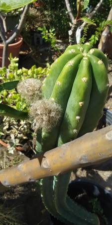 Photo SAN PEDRO CACTUS - Succulents - Creeping Charlie - Kalanchoe Pinnata $3