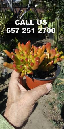 SUCCULENTS  SNAKE PLANTS - San Pedro Cactus, Peruvian Apple Cactus $3