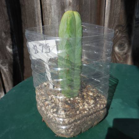 Trichocereus Bridgesii - San Pedro Cactus $75