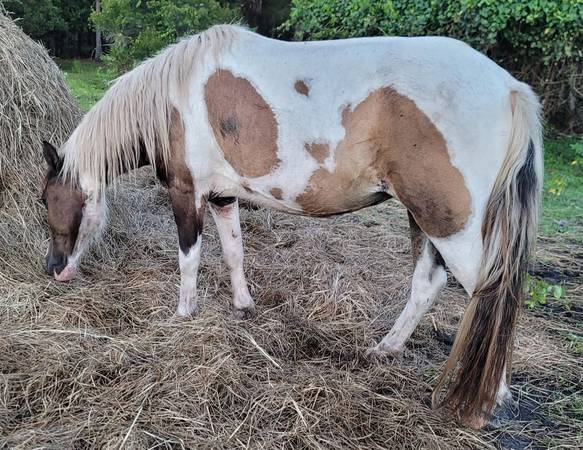 Photo Pinto Pony Mare