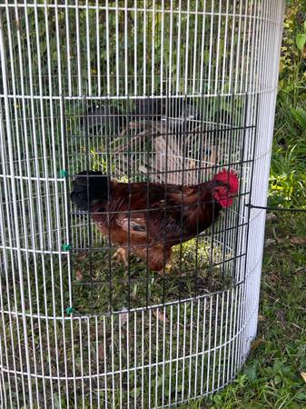Photo Rhode Island Reds Roosters $20