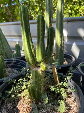 Cactus - San Pedro $50