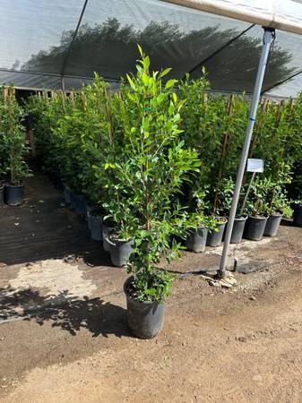 Indian Laurel Ficus 5 gal 4 feet tall when planted $12 | Garden Items ...