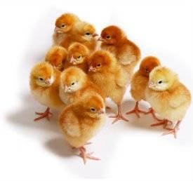 Photo LOTS of Heritage Rhode Island Red Chicks $3