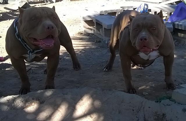 ukc pitbull puppies