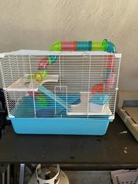 Hamsters for Sale: Dwarf Djungarian Hamsters for Sale