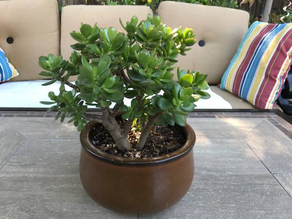 Crassula Ovata Jade “money Tree” In A Pretty Ceramic Pot 28 Garden Items For Sale