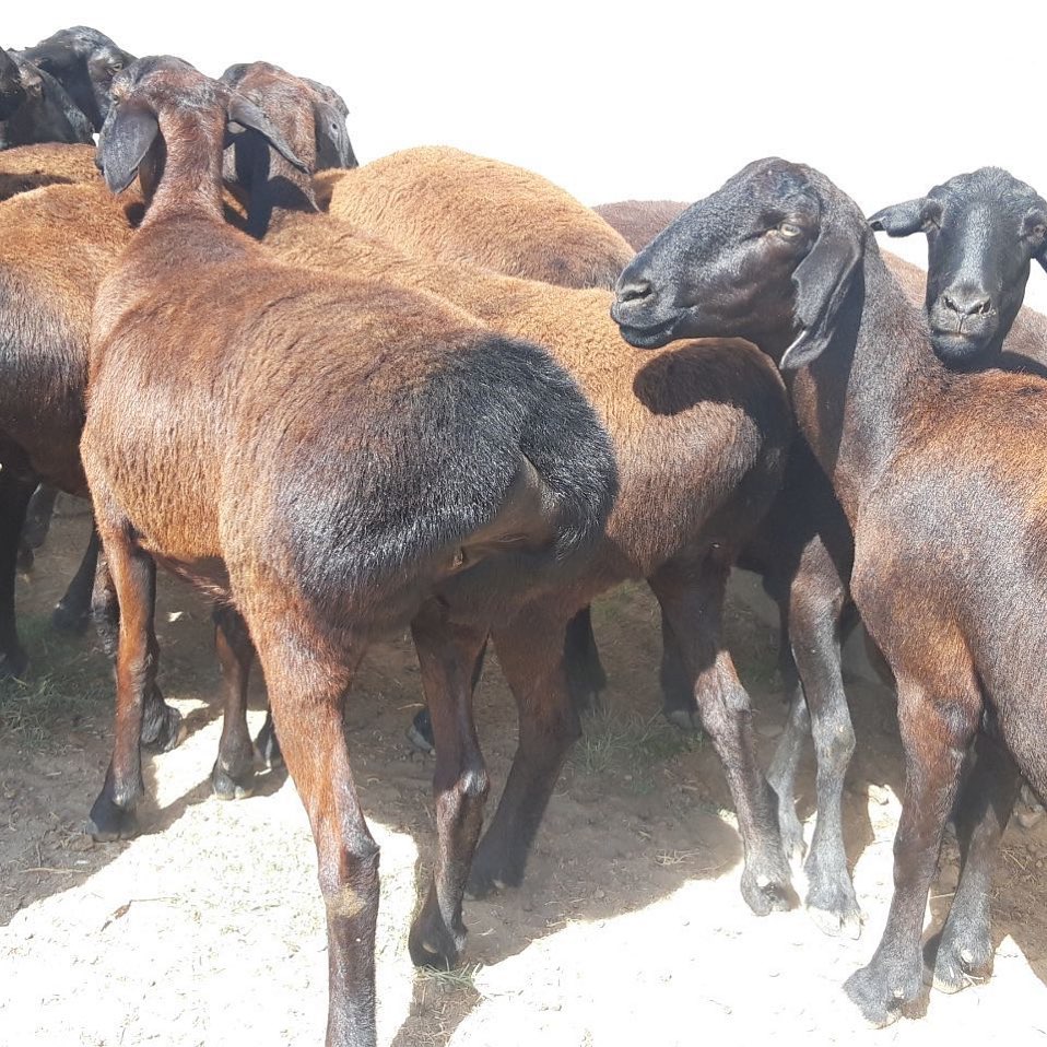 Fat tail sheep for sale ( Awassi and Gissar) | General Items ...